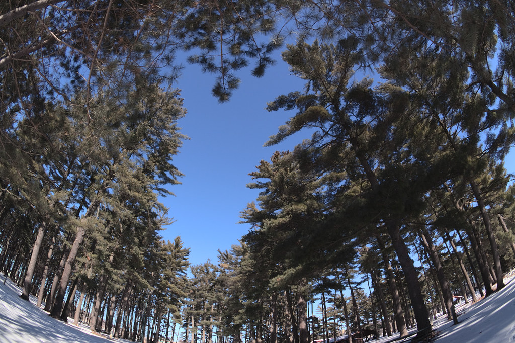 Surrounded A forest of pines in a Wausau park by the ice a… Flickr