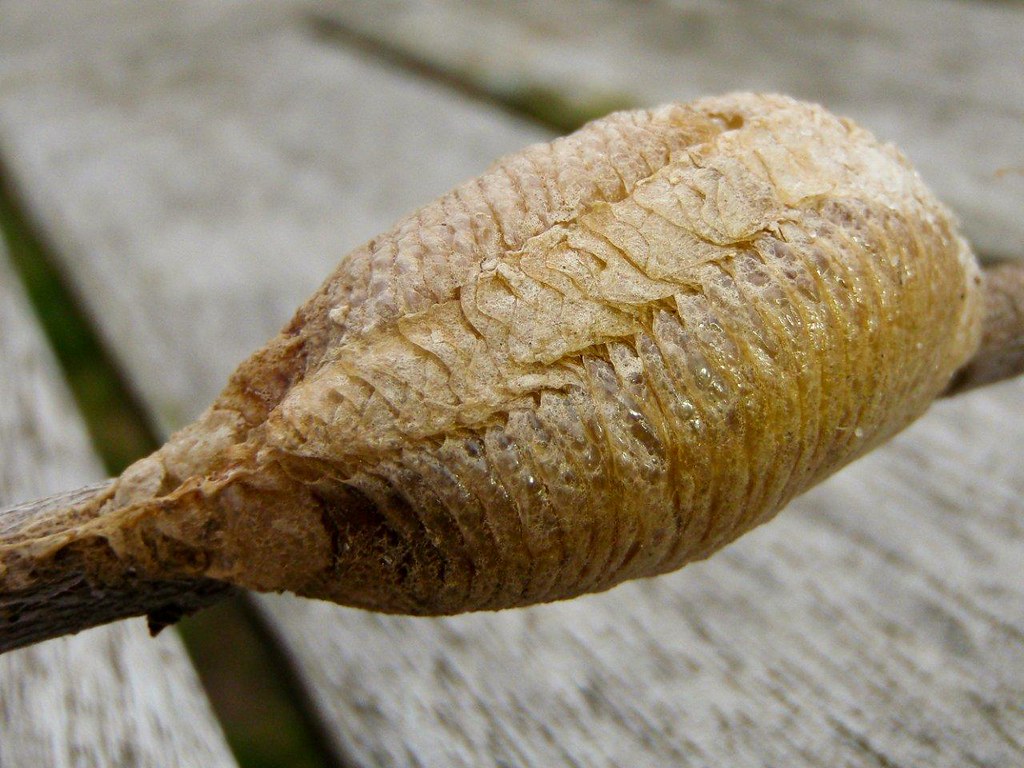 Praying Mantis 'Ootheca' (egg case) Found today and reloca… Flickr