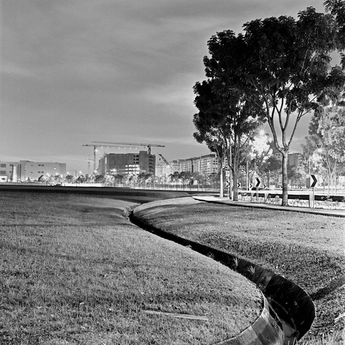 Roadside trees / Singapore, February 2012 B120005_11 YUSUKE IWATA
