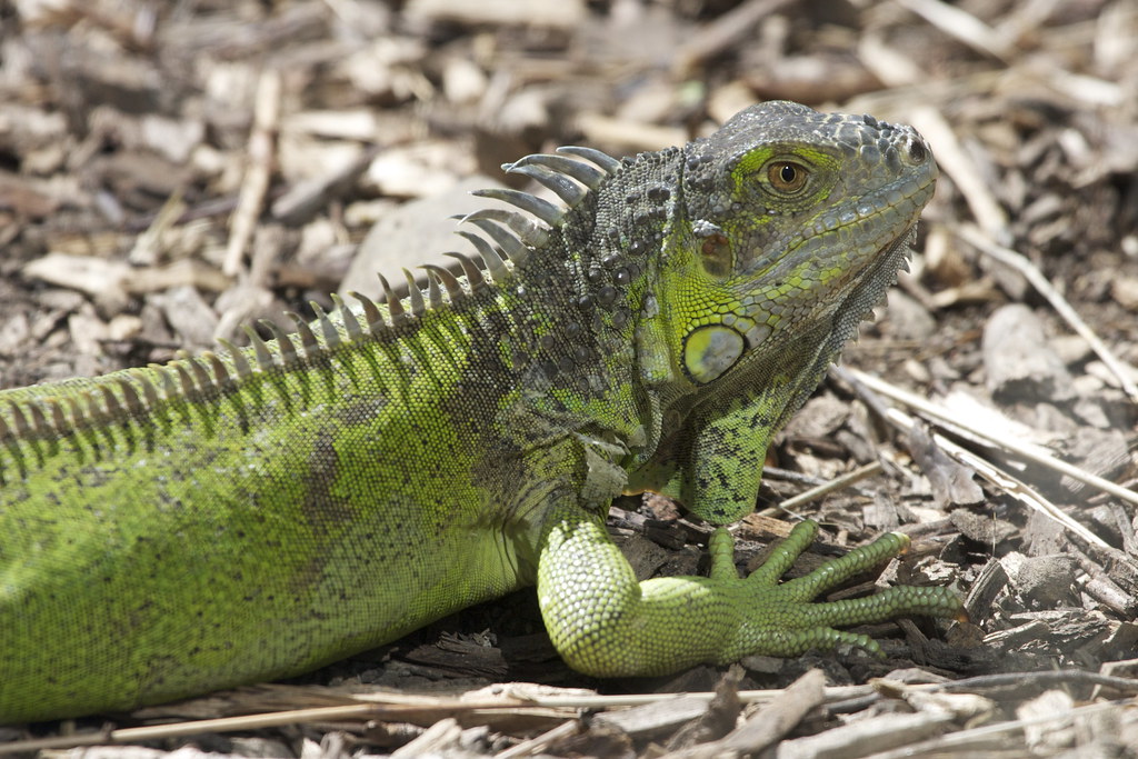 Green iguana Iguana iguana A large, arboreal
