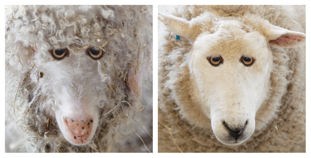 Can we pull the wool over your eyes? A couple of rare bree… Flickr