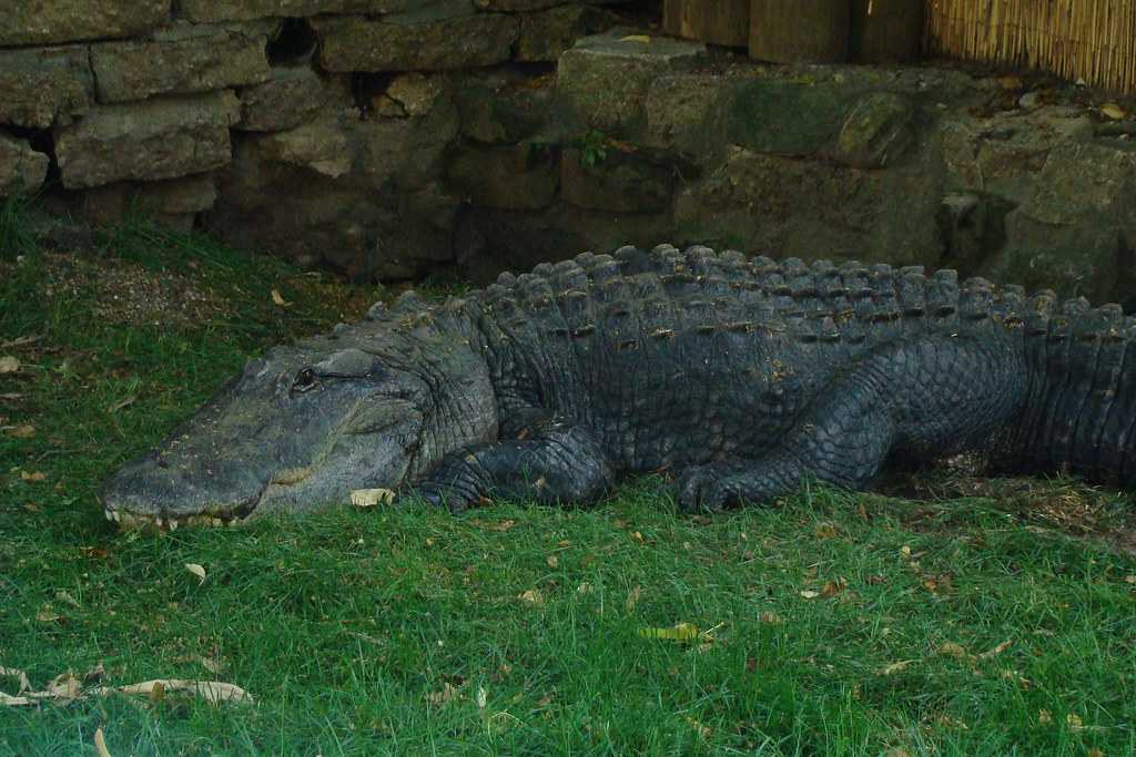 Grand Rapids Zoo 2010 Flickr