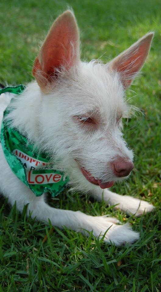 THUMBALINA WireHaired Terrier/Chihuahua Mix Looking