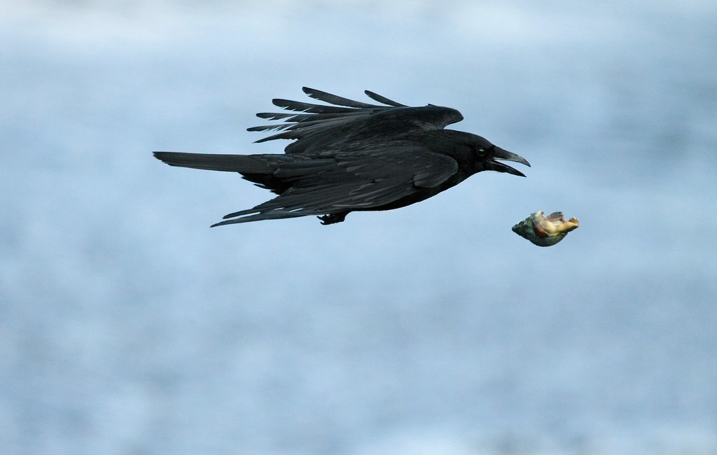 Carrion Crow With Snail Zoom dfg photography Flickr