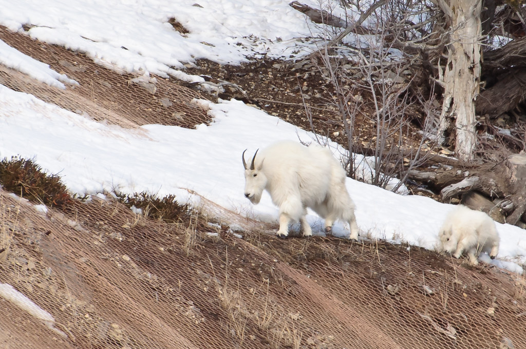 Elevation of Alpine North Loop Campground, CaribouTarghee National