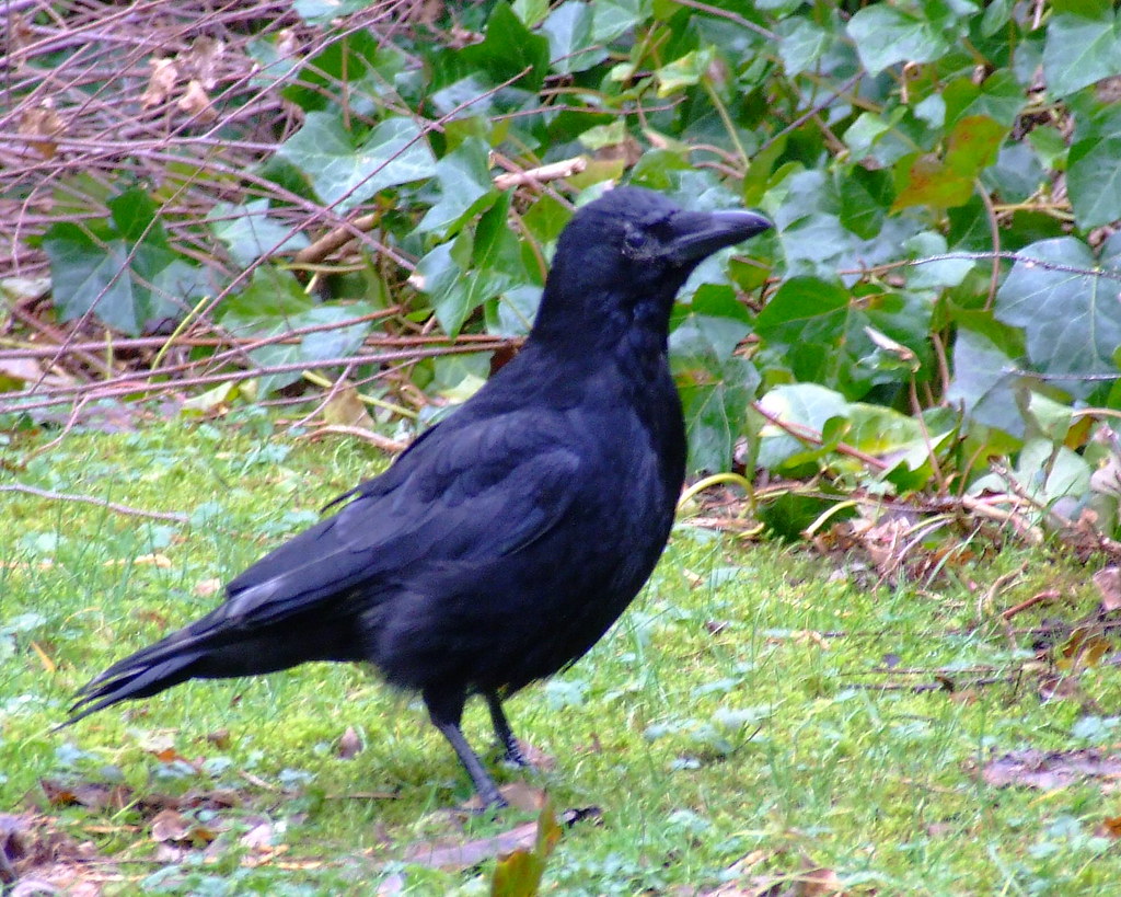CORBIE CRAW. carrion crow, (corvus corone) also known as a… Flickr