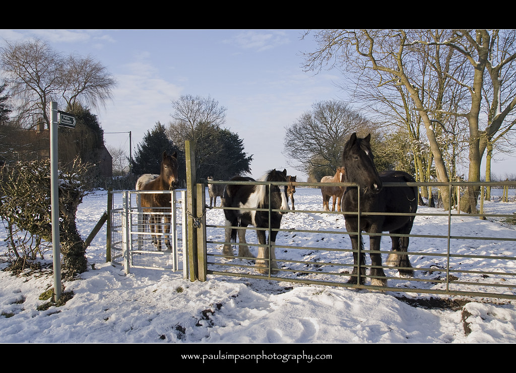 Field of horses So there I was, taking a photo or two of a… Flickr