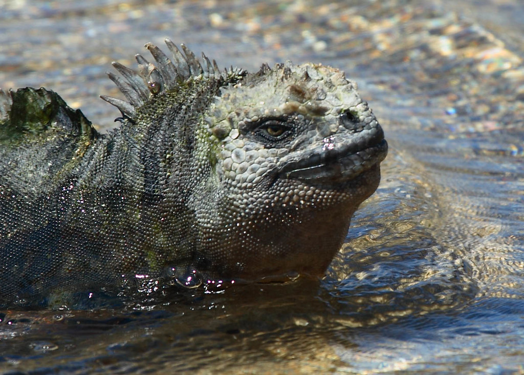 Marine Iguana Swimming Photographed at James Bay