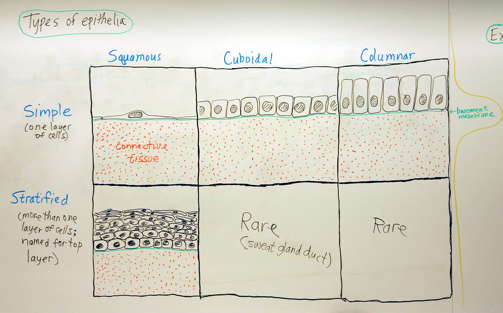 Epithelium Types of Epithelia A hand drawn sketch by Dr. … Flickr