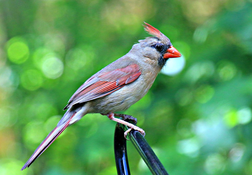 24/115 Feathers Northern Cardinal (female) 24 Feathers. … Flickr
