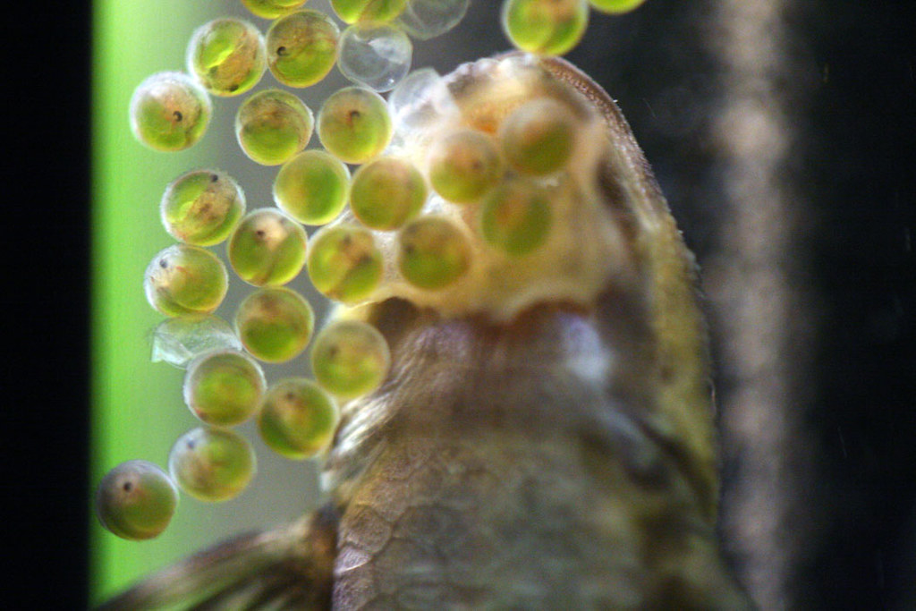 day3_3 Day 3 of Whiptail catfish eggs Chris Howell Flickr