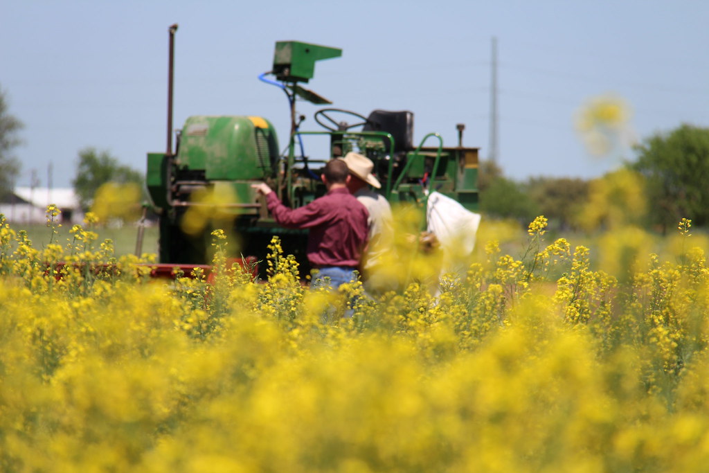 IMG_5894 Soil & Crop Sciences Department College of Agriculture / Texas A&M University Flickr