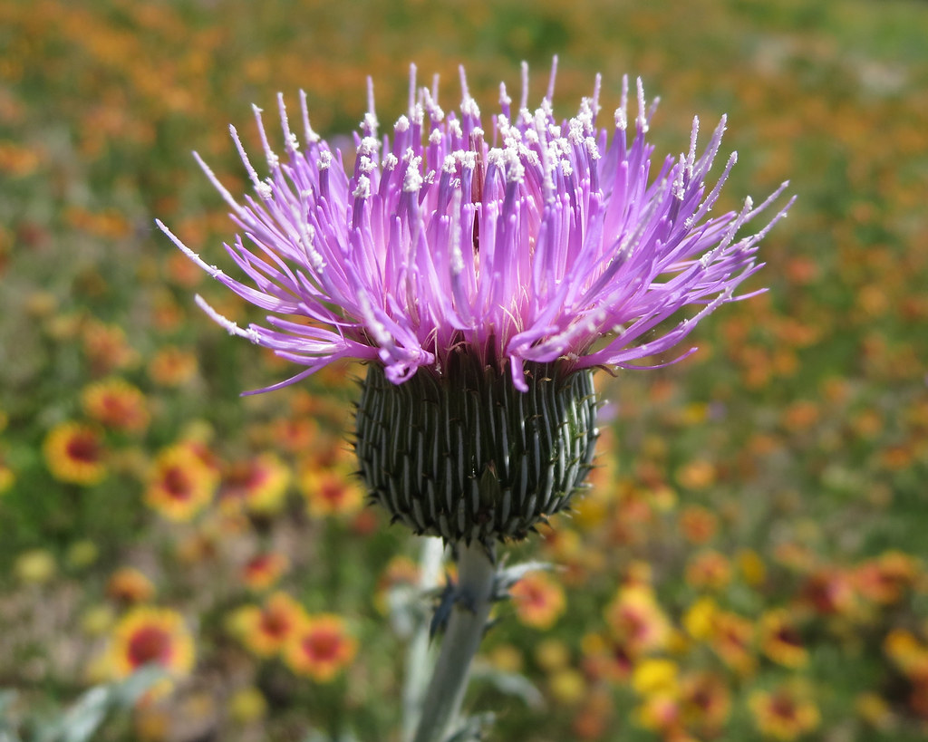 Basket Flower or Star Thistle Centaurea americana Flickr