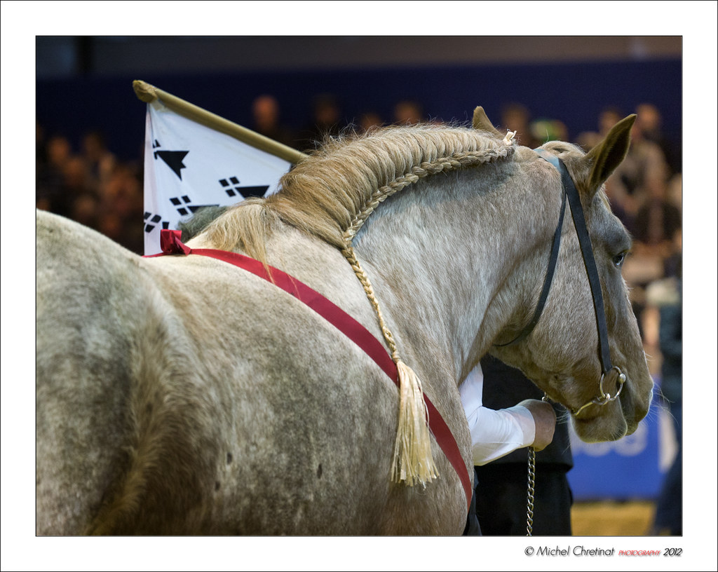 Cheval Breton Salon de l'agriculture de Paris 2012 Concour… Flickr