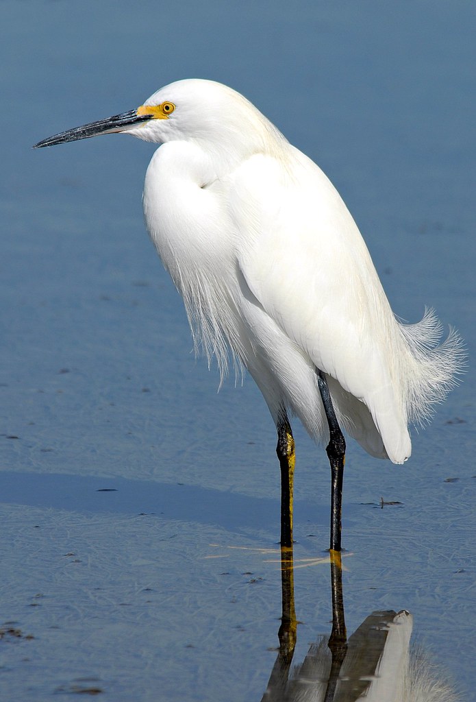 Snowy Egret Little Estero Lagoon, Ft Myers Beach / Lee Cou… Flickr