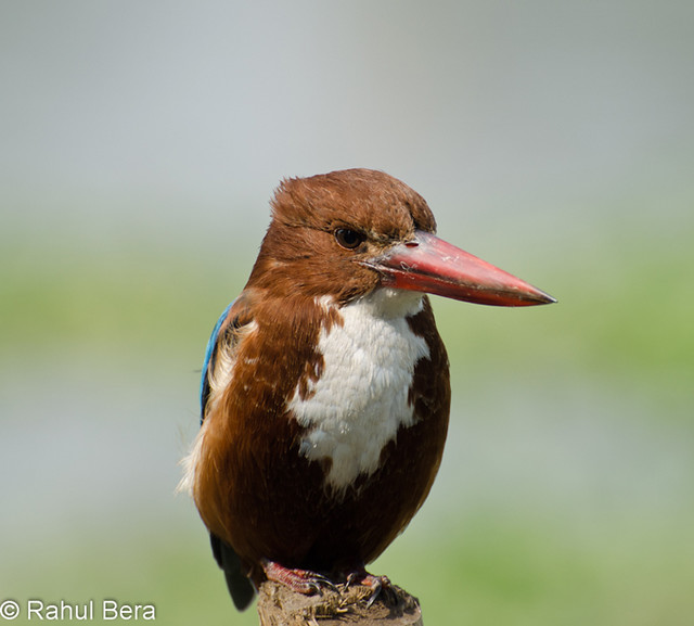 Birds around us.. Flickr