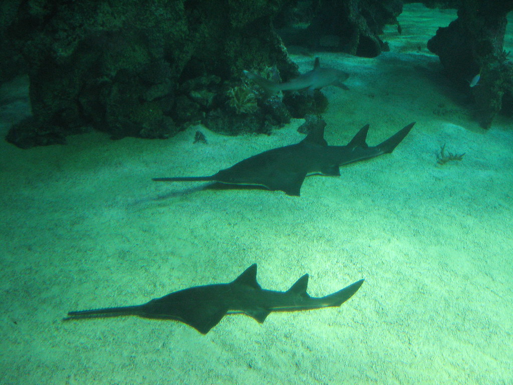 Sawsharks Sawsharks Gord ster Flickr