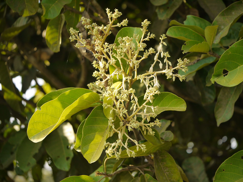 Paini (Malayalam പയിനി) a photo on Flickriver