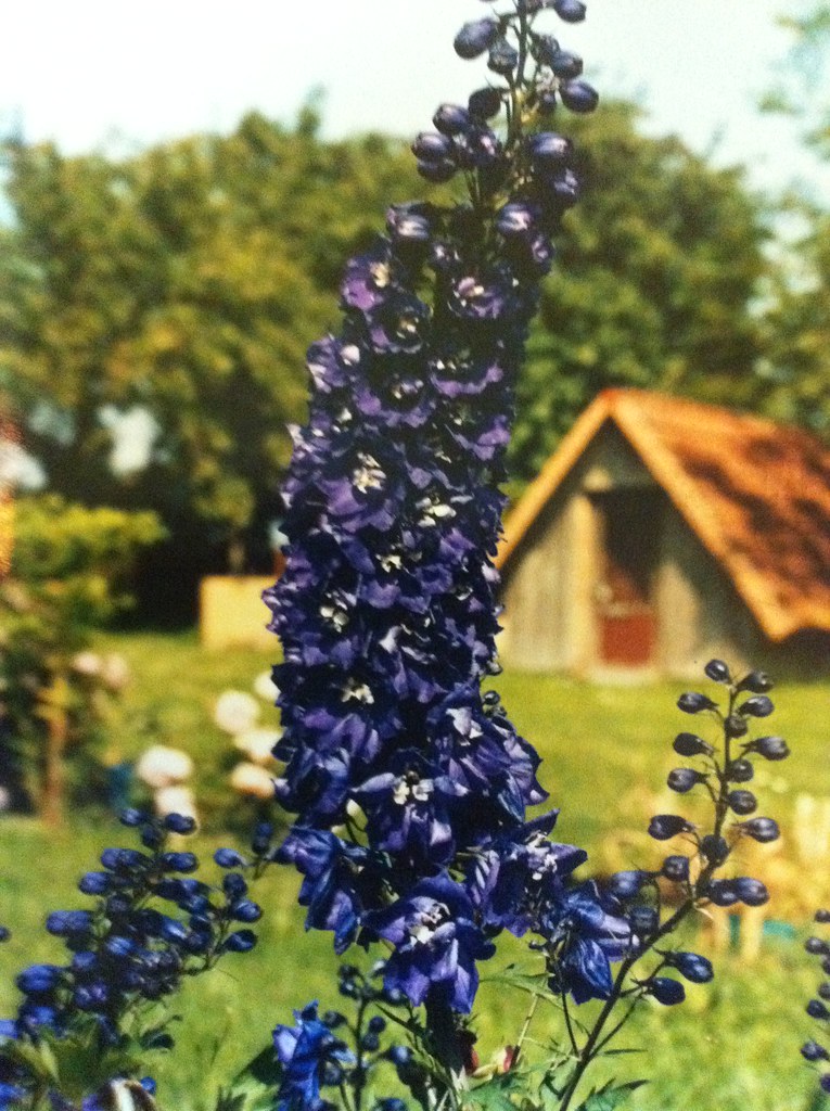 Purple Flower from Germany Purple flower in garden. Sent b… Flickr