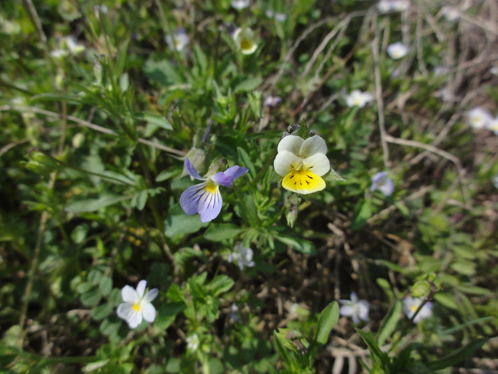 Viola bicolor, Wild Pansy and Viola arvensis, European Fie… Flickr