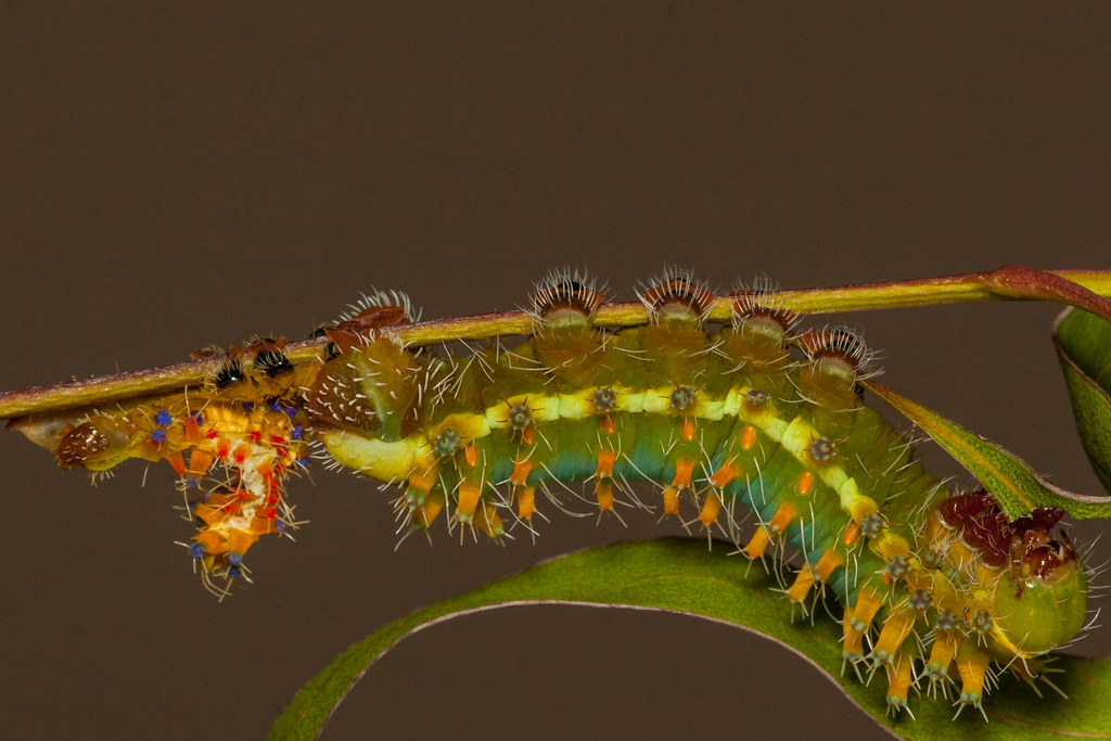 Gum Emperor Caterpillars_012 Chris Helliwell Flickr