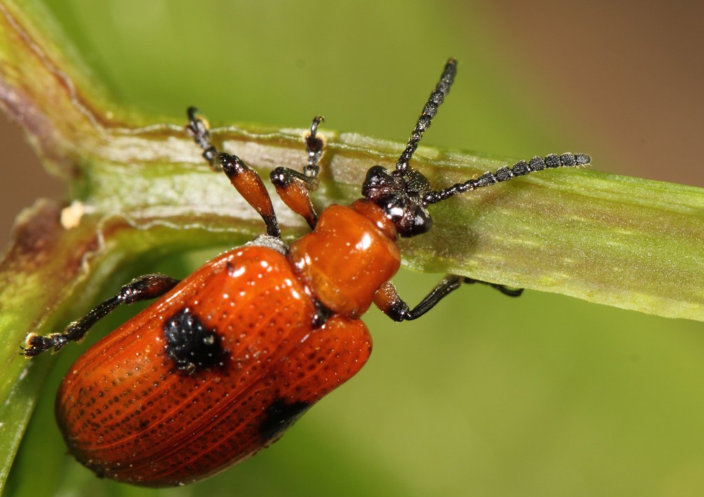 Leaf Beetle (6) on Aerial Yam, Air Potato Leaf Dioscorea… Flickr