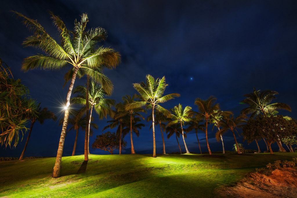Palm Trees at Night One night in Oahu we were doing some p… Flickr