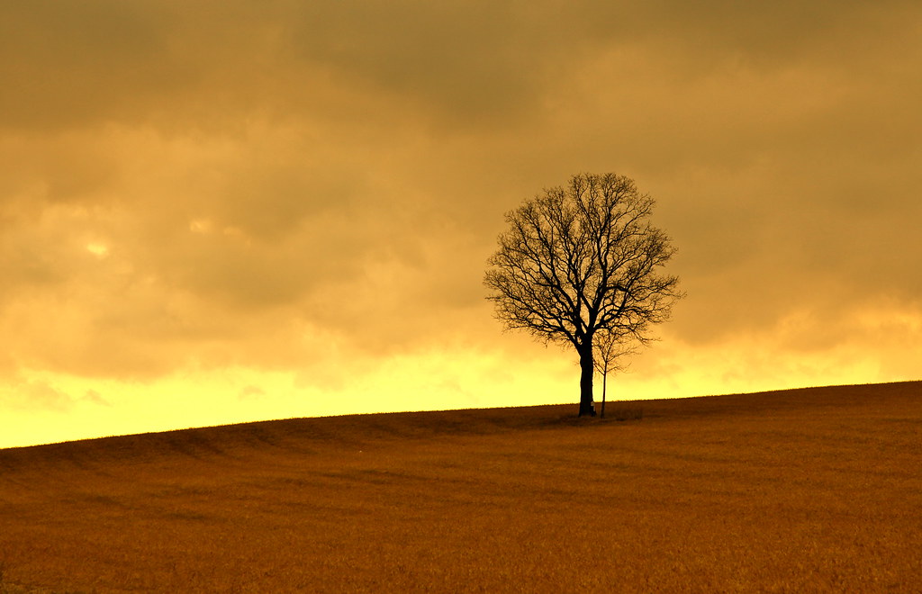 Shagbark Hickory on Whalen Road / Sepia Anne Connor Flickr