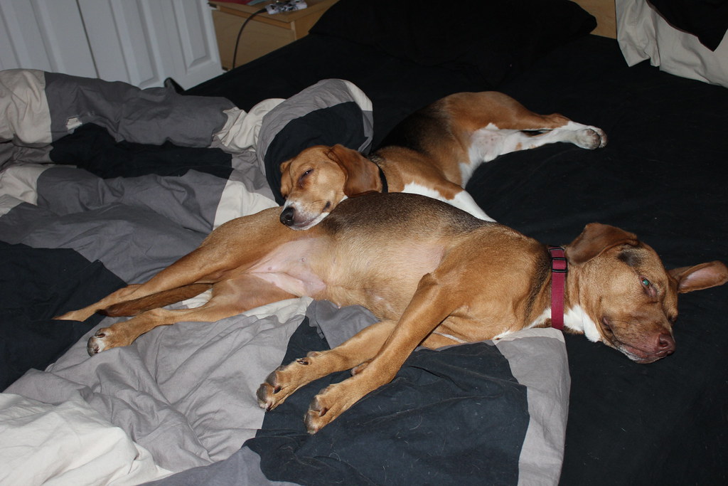 The dogs take over the bed anasia13 Flickr