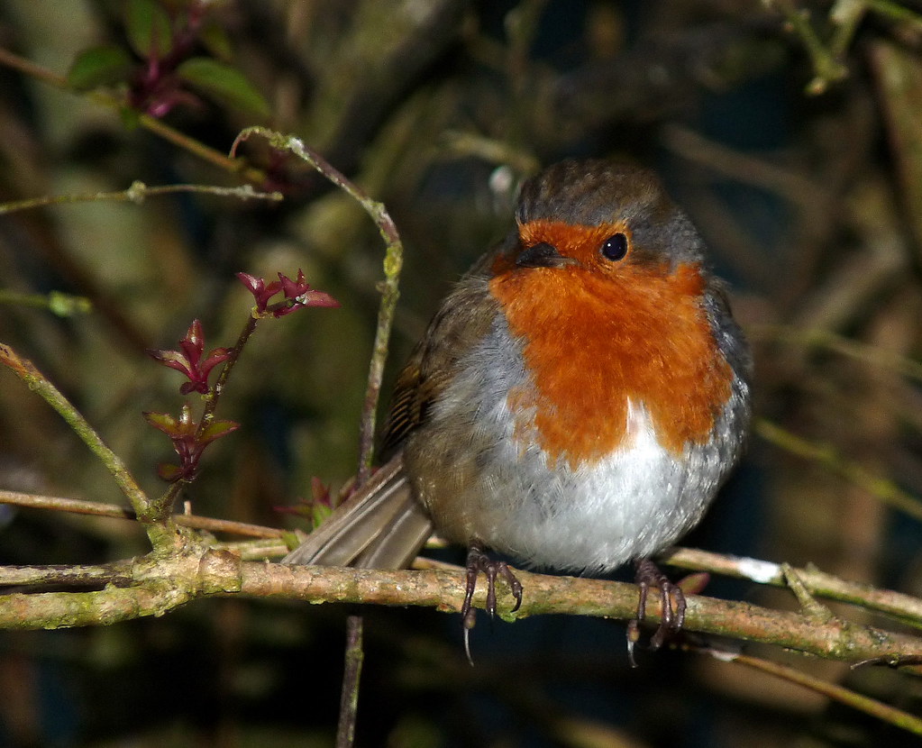 Robin "A Robin Redbreast in a cage, puts all Heaven in a r… Flickr