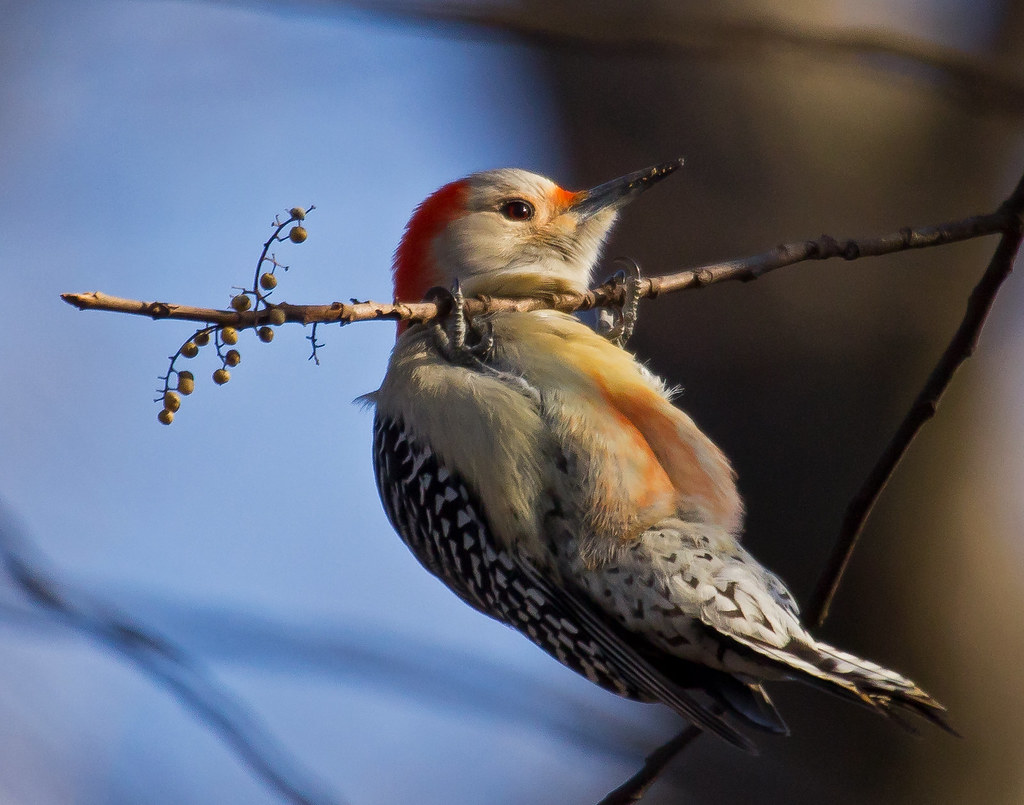 Redbellied Woodpecker (Adult female eating Poison Ivy ber… Flickr