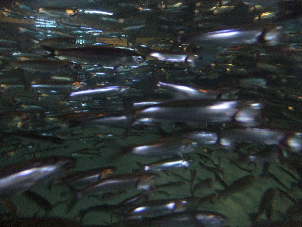 Anchovies Monterey Bay Aquarium, Monterey, California. Martin