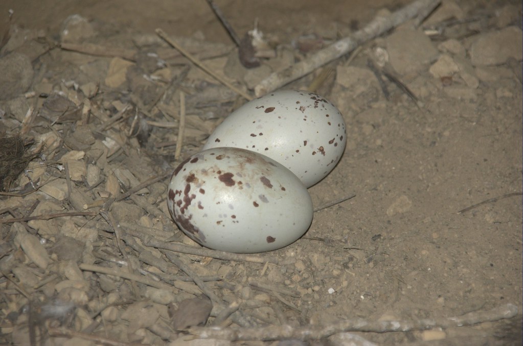 20120331; turkey buzzard eggs in unidentified cave in Ha… Flickr