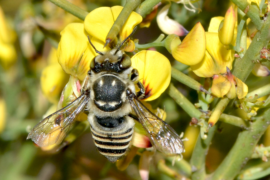 Flowers Bees Love Australia Have a Heart and Do Your Part Help Save