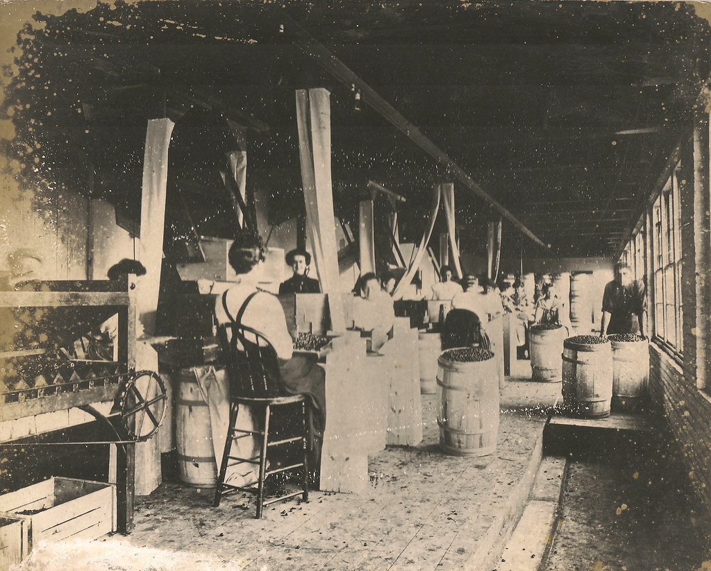 Cranberry factory workers Hanson Historical Society Flickr