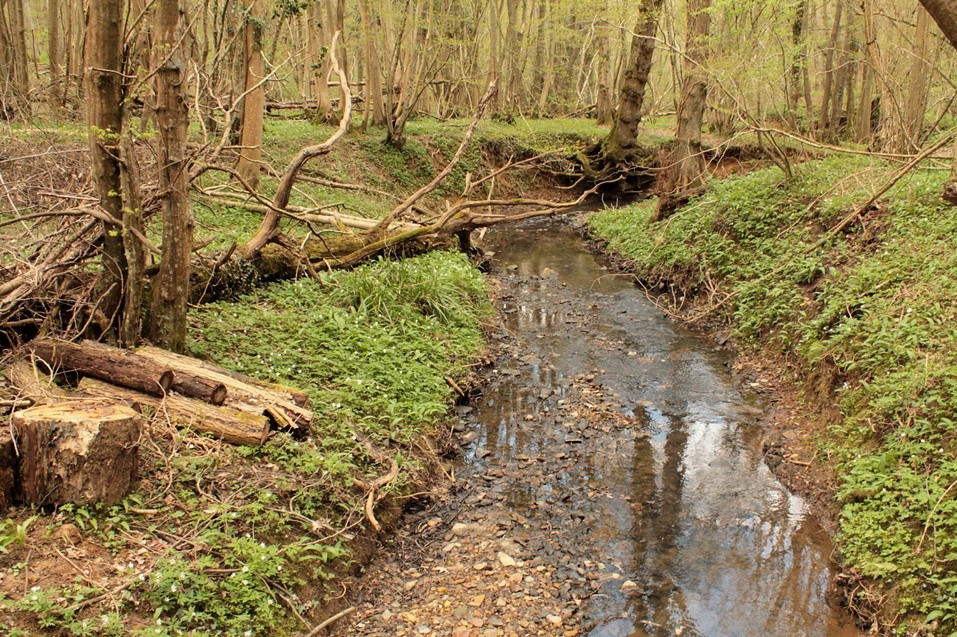 Woodland Stream A woodland stream near Heathfield in East … Flickr