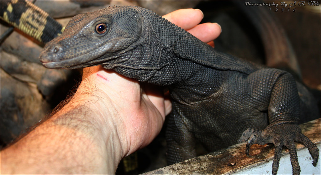 5/26/2016 BDVS1 Black Dragon Varanus Salvator Black Dragon… Flickr