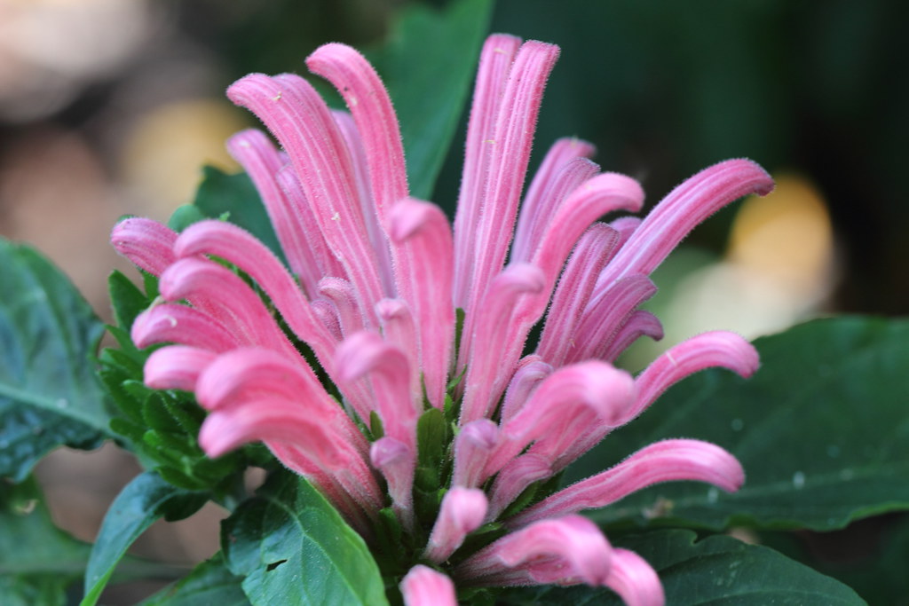 IMG_7707 'Jacobinia carnea' aka 'Feather Duster Plant' or … Flickr