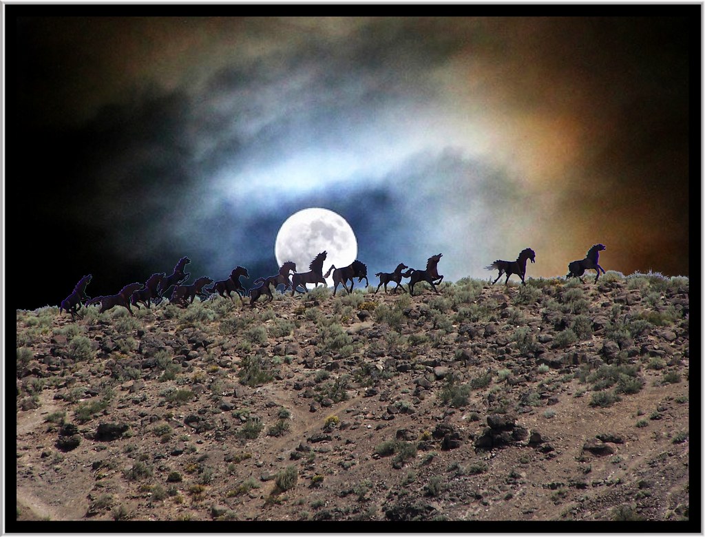 Wild Horses Washington State USA a photo on Flickriver