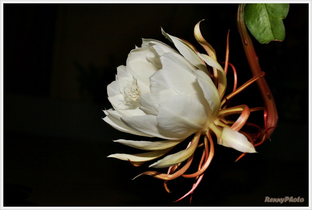 Wijaya Kusuma Flower is Queen of the Night Wijaya Kusuma f… Flickr