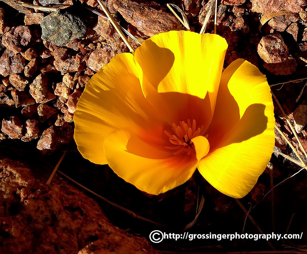 El Paso Poppy! They are starting to bloom. I was out testi… Flickr