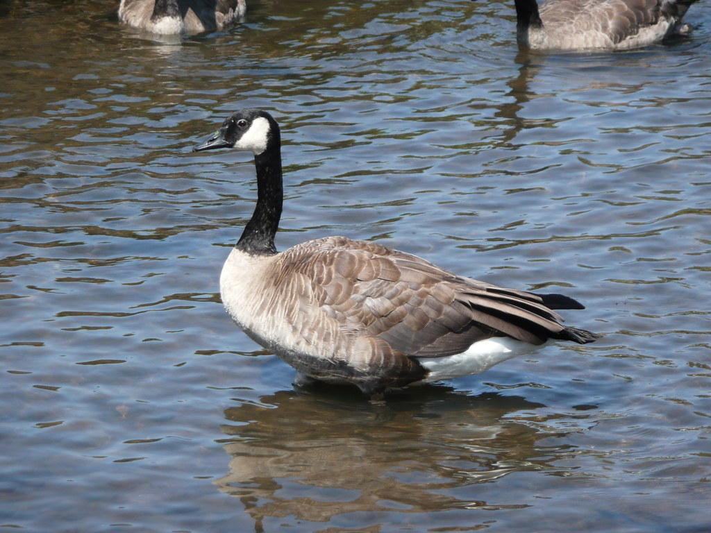 Canada Geese in summer molt Willamette Biology Flickr