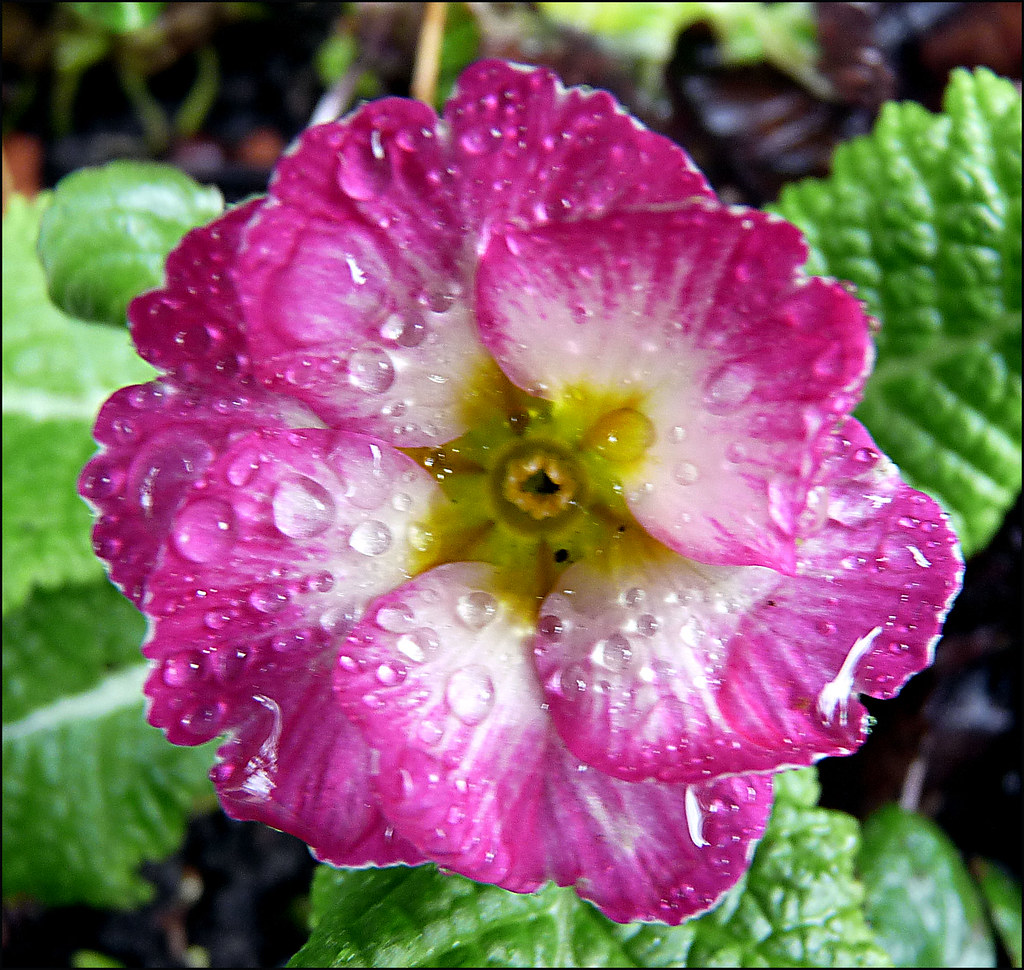 Garden primrose Day 251 Fancy primrose cultivated from t… Flickr