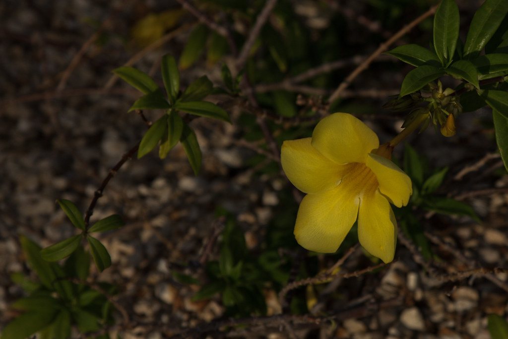 Yellow flower at Grand Cayman Grand Cayman flower Keith Derricotte