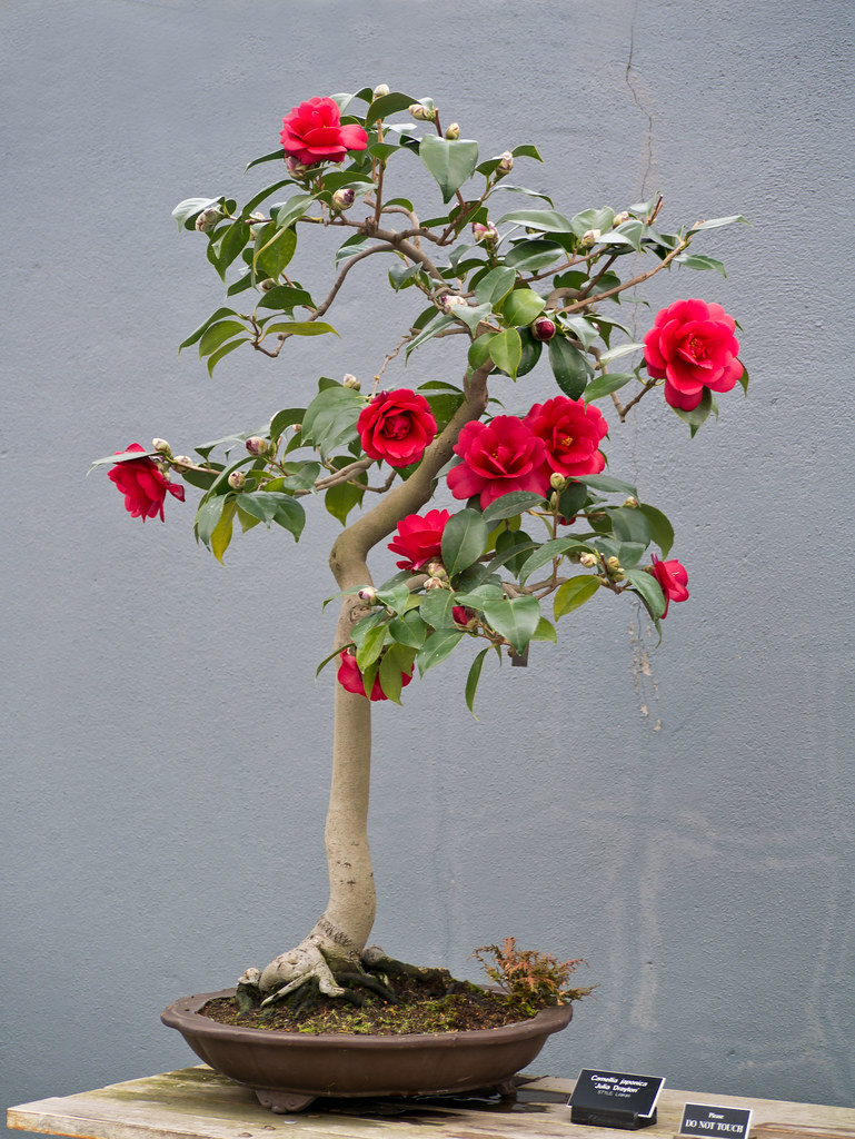Camellia Japonica Bonsai (P1060895) I was surprised to see… Flickr