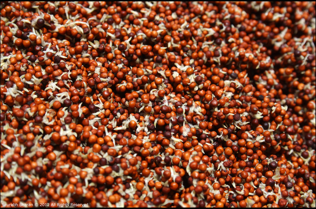 Finger millet Sprouts Ragi Sprouts or finger millet. In No… Flickr