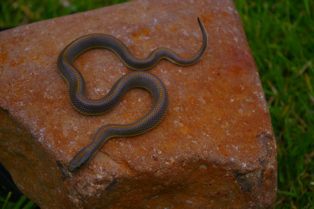 Aurora House Snake, Lamprophis aurora. South Africa Flickr