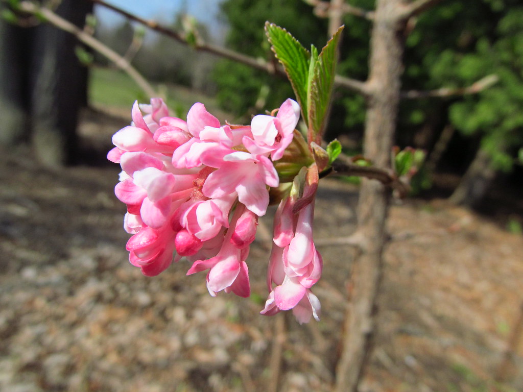 Pink Dawn Viburnum Klehm Arboretum Flickr