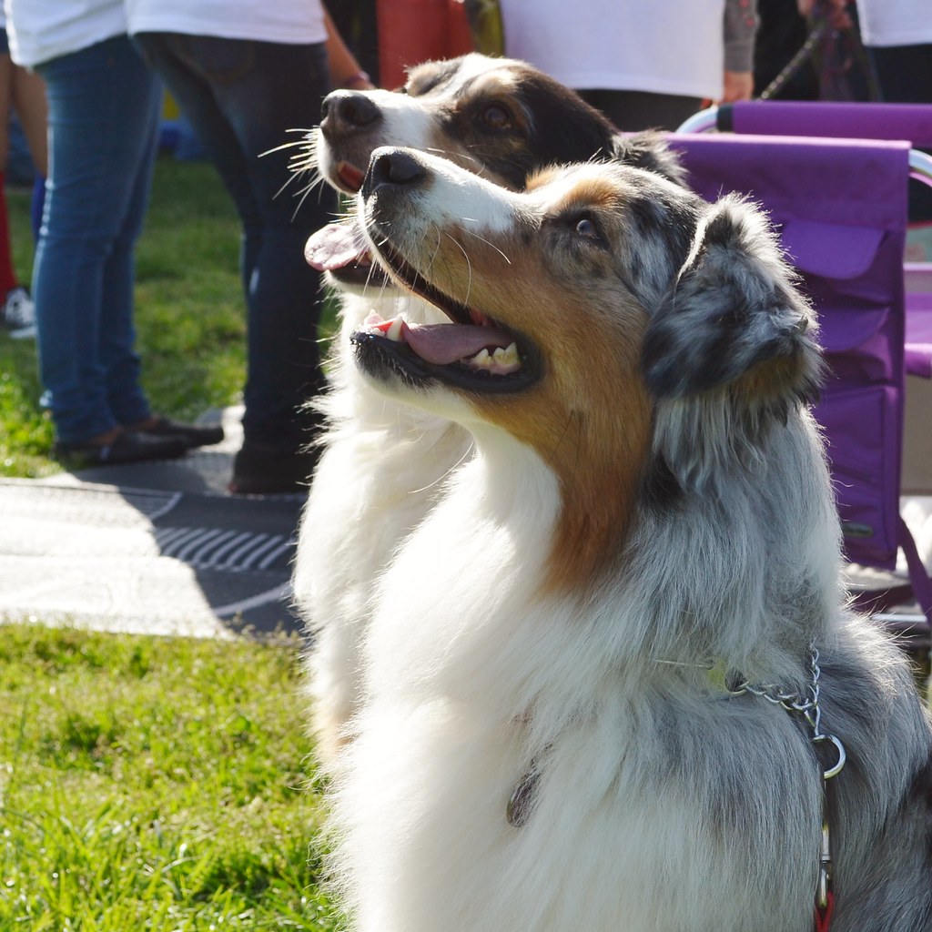 Animal Actors 12 AnimalActors Flickr