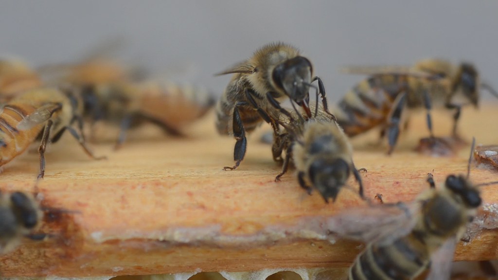 Bees grooming This looks like grooming to me, but I don't … Gerry